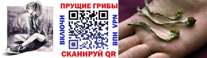 Галлюциногенные грибы Psilocybe  Лабытнанги 